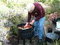 Worm farm Fran_2